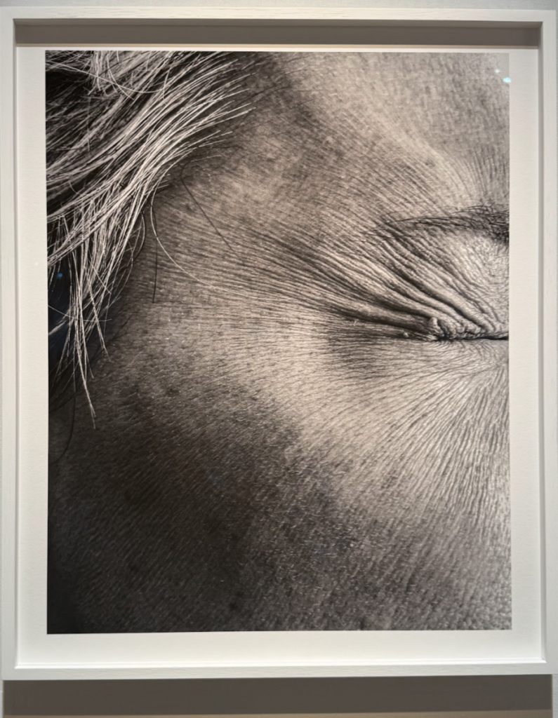 Michelle Auber- Paris Photo: mirar para cerrar el año